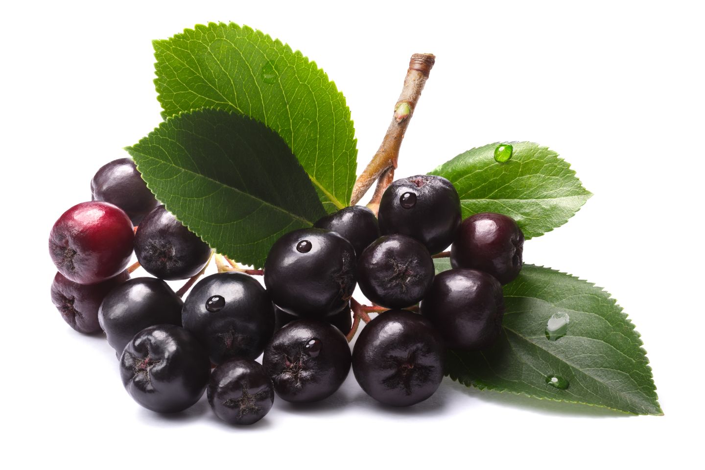 Aus Aronia